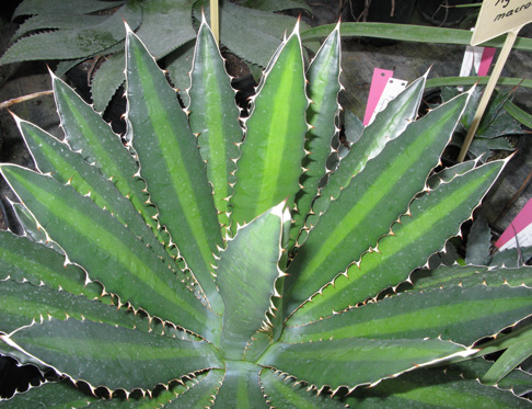 Agave lophantha latifolia splendida