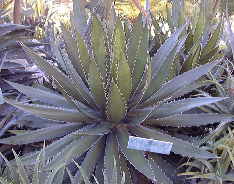 Agave horrida perotensis Villa des Cèdres