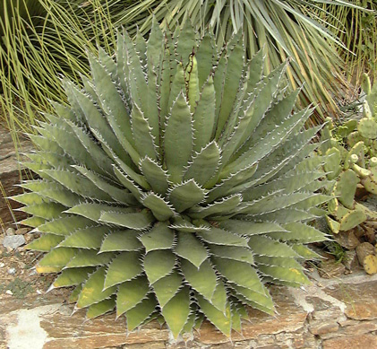 Palmaris Agave horrida horrida Rayol-Canadel