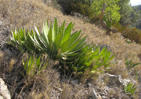 Agave lophantha latifolia Foncaude