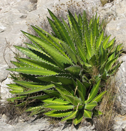 Agave lophantha latifolia Foncaude