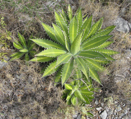 Agave lophantha latifolia Foncaude