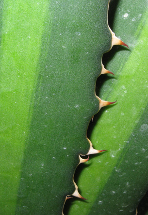 Agave lophantha latifolia splendida