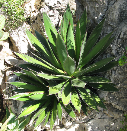 Agave horrida perotensis Monaco