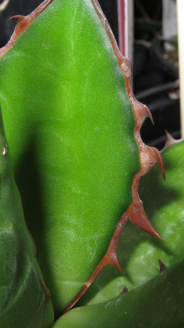 Agave horrida horrida spination marginale