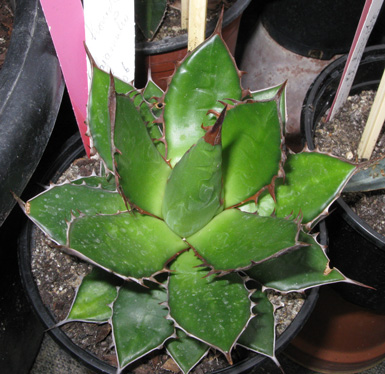 Agave horrida horrida jeune plant