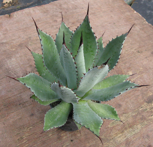 Palmaris Agave hurteri