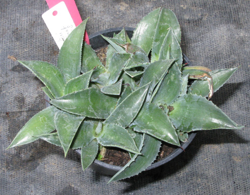 Palmaris Agave hurteri