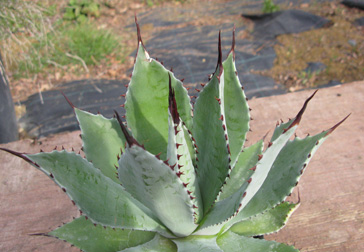 Palmaris Agave hurteri