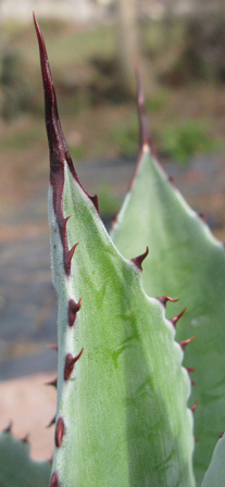 Palmaris Agave hurteri