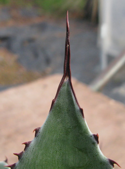 Palmaris Agave hurteri