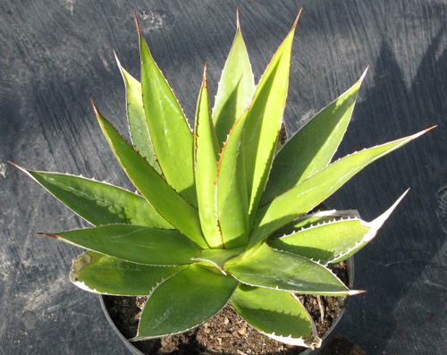Pépinière Palmaris Agave impressa