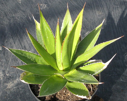 Pépinière Palmaris Agave impressa