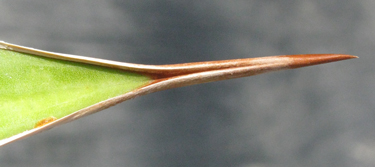 Pépinière Palmaris Agave impressa