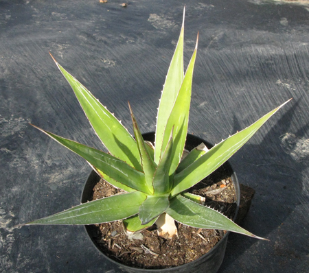 Pépinière Palmaris Agave impressa