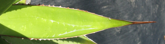 Pépinière Palmaris Agave impressa