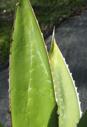 Pépinière Palmaris Agave impressa