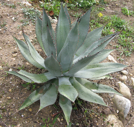 Pépinière Palmaris Agave inaequidens inaequidens Cactuseraie