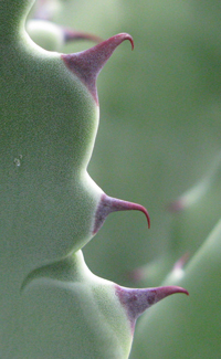 Pépinière Palmaris Agave inaequidens inaequidens