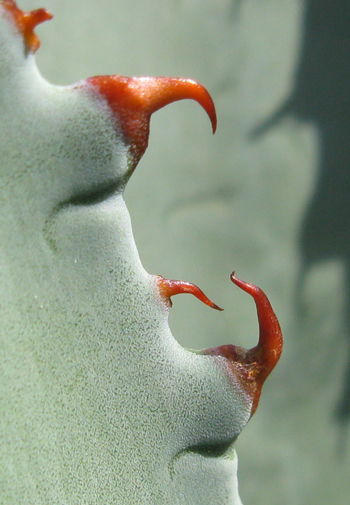 Pépinière Palmaris Agave inaequidens inaequidens