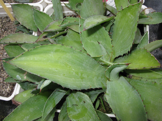 Agave inaequidens inaequidens plantules