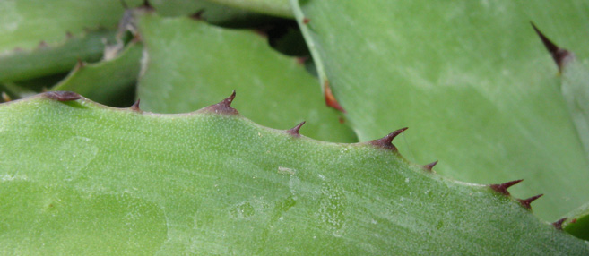 Agave inaequidens inaequidens plantules