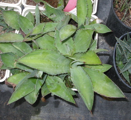 Agave inaequidens inaequidens plantules