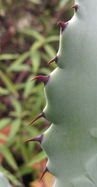 Pépinière Palmaris Agave inaequidens inaequidens