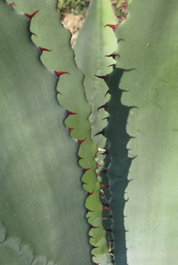 Pépinière Palmaris Agave inaequidens inaequidens