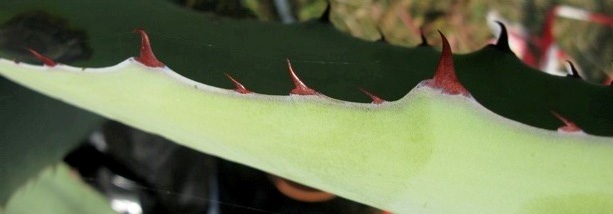 Agave inaequidens barrancensis