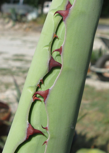 Palmaris Agave inaequAgave inaequidens barrancensisidens