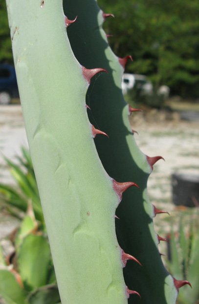 Agave inaequidens barrancensis