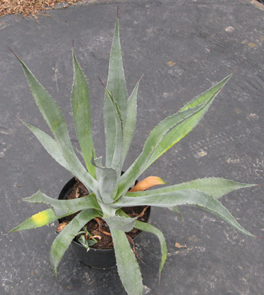 Pépinière Palmaris Agave ingens