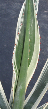 Pépinière Palmaris Agave ingens albomarginata