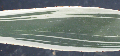 Pépinière Palmaris Agave ingens albomarginata