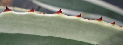 Pépinière Palmaris Agave ingens albomarginata