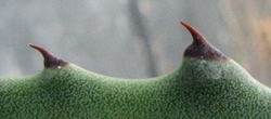 Pépinière Palmaris Agave ingens