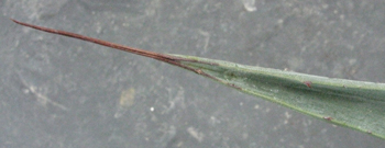 Pépinière Palmaris Agave ingens