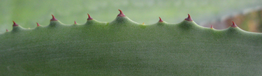 Pépinière Palmaris Agave ingens