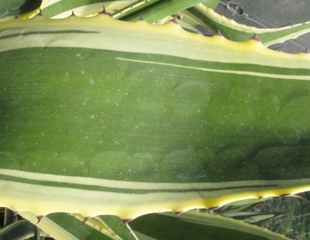 Pépinière Palmaris Agave ingens marginata