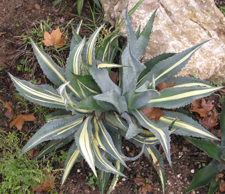 Pépinière Palmaris Agave ingens mediopicta striata dissymétrique