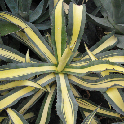 Pépinière Palmaris Agave ingens mediopicta aurea