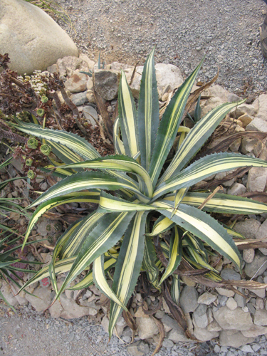 Pépinière Palmaris Agave ingens mediopicta litea striata Cactuseraie