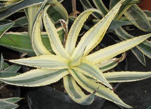 Pépinière Palmaris Agave ingens marginata opale