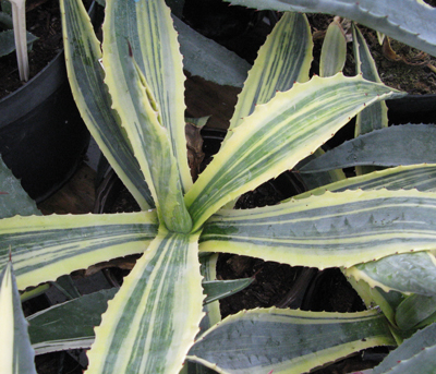 Pépinière Palmaris Agave ingens marginata striata