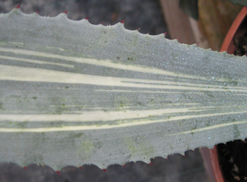 Pépinière Palmaris Agave ingens mediopicta striata