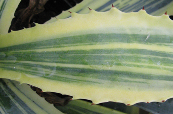 Pépinière Palmaris Agave ingens marginata striata