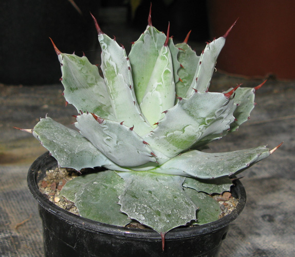 Pépinière Palmaris Agave isthmensis 