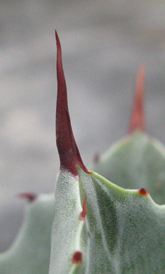 Pépinière Palmaris Agave isthmensis 