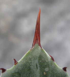 Pépinière Palmaris Agave isthmensis 